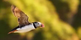 Aart Kok vouwwagen kopen