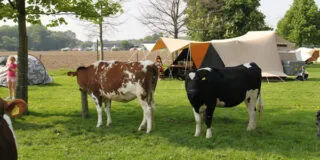Aart Kok River Camp vouwwagen op de camping met koeien