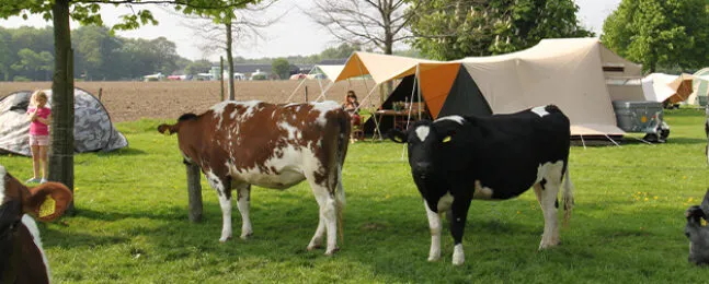 Aart Kok River Camp vouwwagen op de camping met koeien