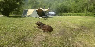 Hond op de camping Zambezi River Lodge vouwwagen