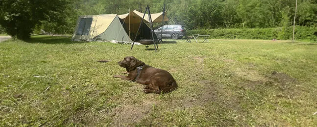 Hond op de camping Zambezi River Lodge vouwwagen